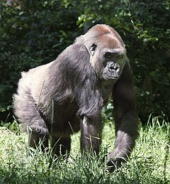 Обикновена горила (G. gorilla)