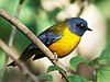 Small bird with yellow breast, belly and slate-blue head and small spot in front of eye sits on branch