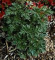 Artemisia absinthium