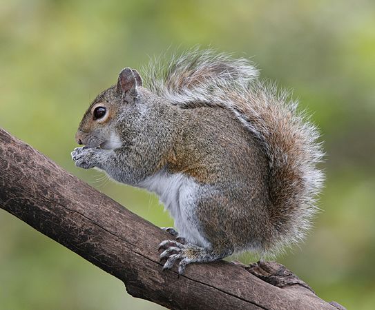 Eastern gray squirrel (created by Tomfriedel; nominated by Crisco 1492)