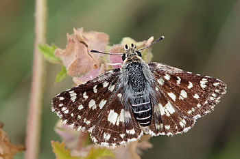 Spread-winged skipper