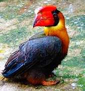 Rufous Hornbill, Manila Zoo