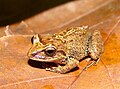 Pristimantis permixtus