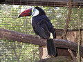 توکان گلوسفید, Ramphastos tucanus