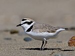 Thumbnail for Snowy plover