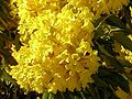 Арагуаней (Tabebuia chrysantha)