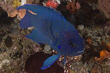 Western blue devil in 20m of water