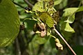 Kúszó farkasalma (Aristolochia durior) virága