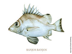 Description de l'image Banjofisch.jpg.