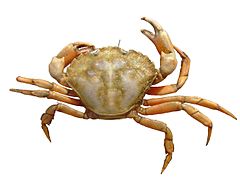 Common crab