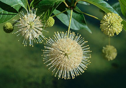 en:Cephalanthus occidentalis, by The Cosmonaut