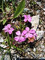 Dianthus glacialis