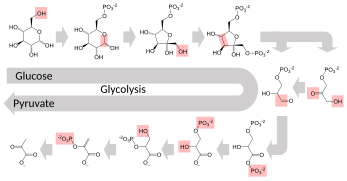 Enzyme