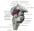 Thumbnail for Lateral geniculate nucleus