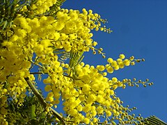 Fleurs de mimosa (Acacia dealbata).