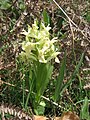 Orchis sureau (dans les landes à genêts au mois de mai).