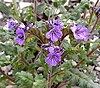 Picture of a plant with blue flowers