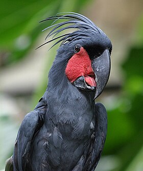 Cacatua-das-palmeiras (Probosciger aterrimus)