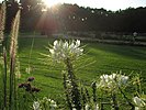 Bloom garden on the island II.