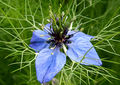 Nigelleae: Nigella damascena