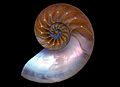 Concha de nautilus por dentro