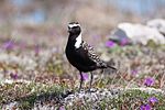 Thumbnail for American golden plover