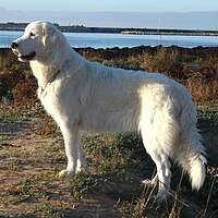 Cane da pastore Maremmano-Abruzzese.jpg