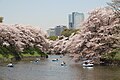 東京都千代田区の千鳥ヶ淵。花見の名所。