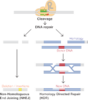 DNA Repair