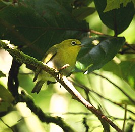 Fijibrilvogel