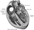 Thumbnail for Interventricular septum