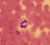 Gamonte de Hepatozoon canis (Coccidiasina)