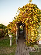 Trellis in the upper garden