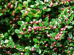 Gulsčiasis kaulenis (Cotoneaster horizontalis)