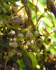 Cuscuta lupuliformis