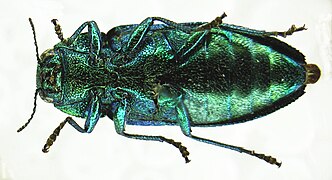 Lamprodila rutilans.