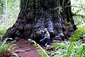 Image 51Redwood tree in northern California redwood forest: According to the National Park Service, "96 percent of the original old-growth coast redwoods have been logged." (from Old-growth forest)