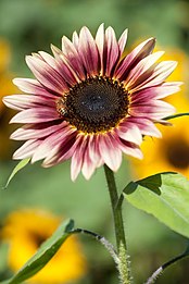 Helianthus 'jagodna plavolaska'