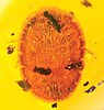 Termitaradus mitnicki fossilized in amber