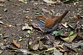 Rufous-and-white wren at the junction of Guacharo and Ficus trails