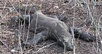 Waran lying on its belly in a dry grass area.