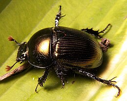 Dung beetle Geotrupes sp.jpg