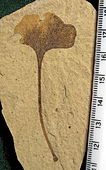 A 6.7 cm tall Ginkgo biloba leaf, with insect herbivory. Klondike Mountain Formation, Republic, Ferry County, Washington, USA, Eocene, Ypresian, 49 million years old