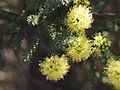 Kunzea ericifolia in Mount Barney National Park