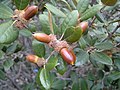 Quercus alnifolia