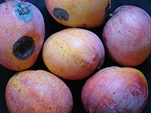 Mango TommyAtkins05 Asit.jpg