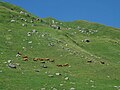 Troupeau à la Gittaz dans la commune de Beaufort.