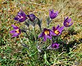 Pulsatilla vulgaris