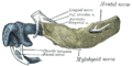 Mandible of human embryo 24 mm. long. Outer aspect.