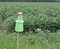 Integrated Pest Management bollworm trap at a cotton field in Manning, South Carolina